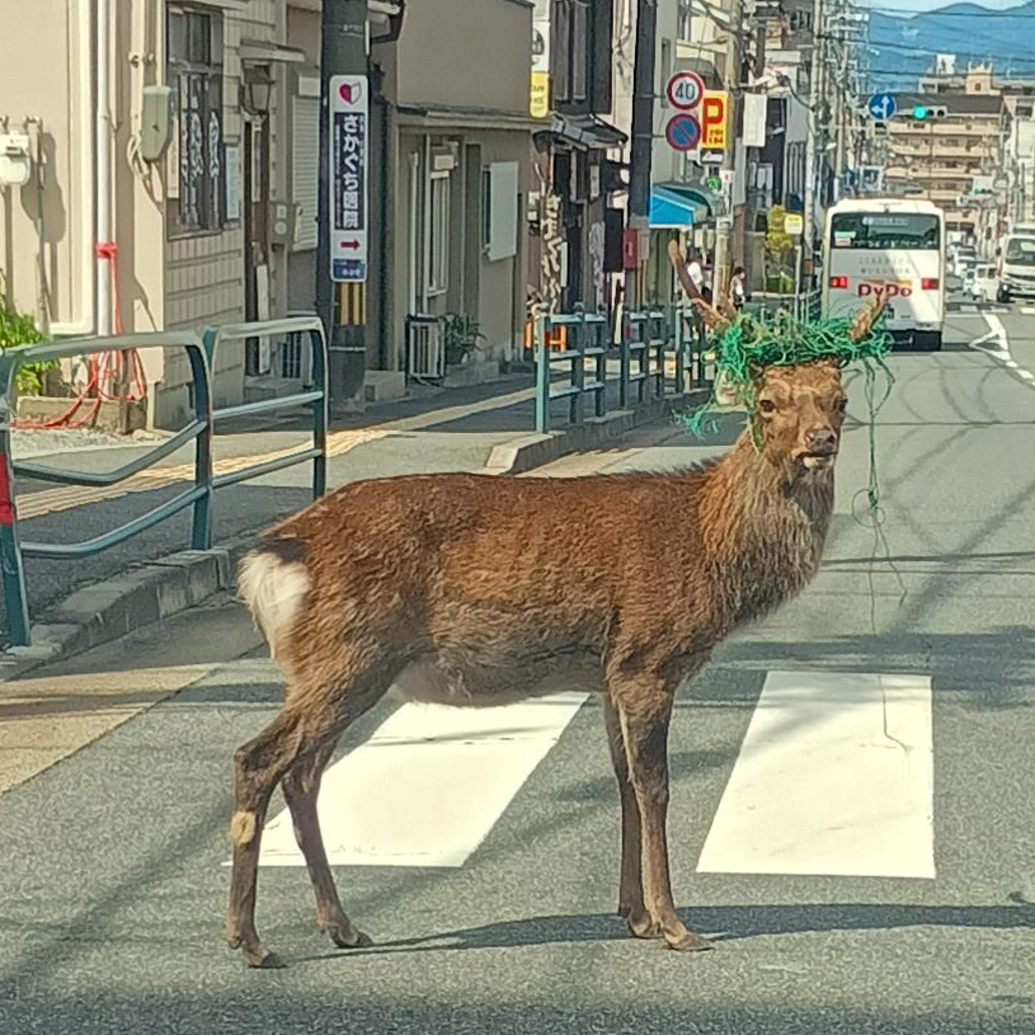 奈良市井上町に現れた“緑のアフロ”？角にネットを纏った鹿の日常